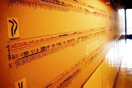 الخريطة الجينية